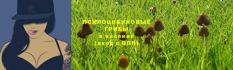 купить наркоту  Ивантеевка  MEGA онион  Галлюциногенные грибы Cubensis 